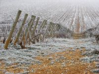 vignes (18).JPG